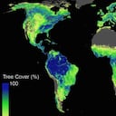 Brasil es uno de los países en donde se deberían sembrar más árboles, según el estudio. Foto: Foto de Crowther Lab / ETH Zurich.