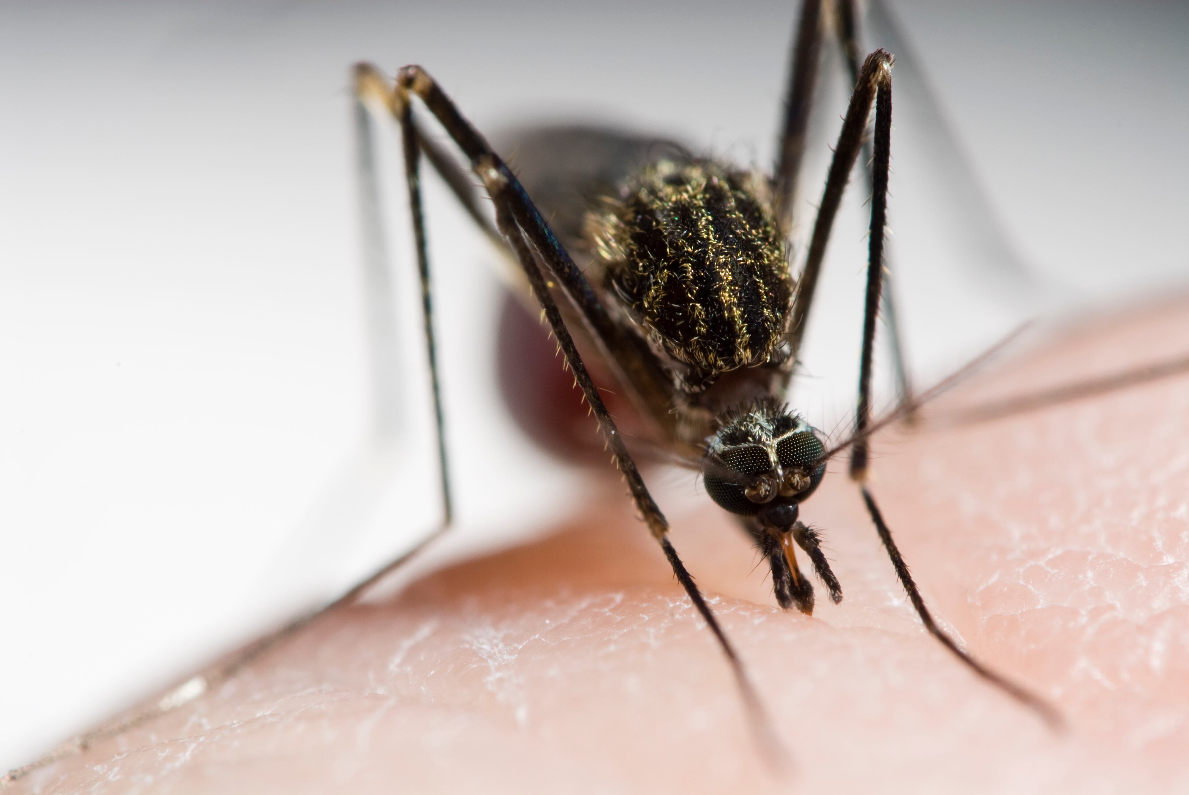 An Aedes japonicus mosquito has pierced human skin and is sucking blood.