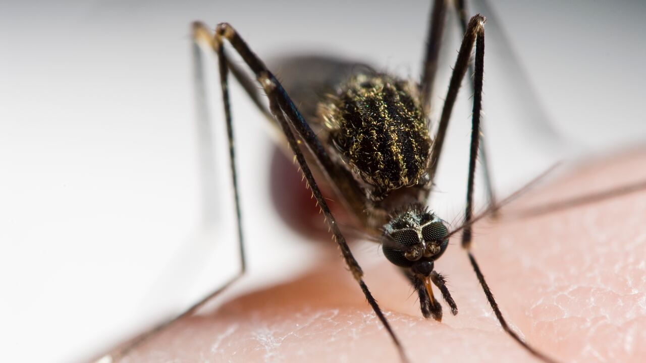 El mosquito es el principal transmisor de la malaria.