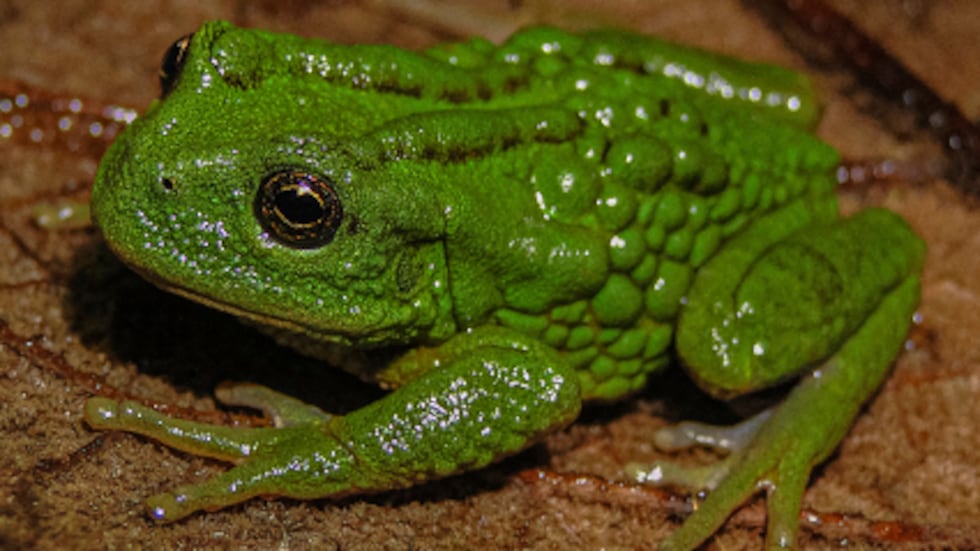 Aa Rana Científicos descubrieron una nueva especie de rana: su piel tiene una ...