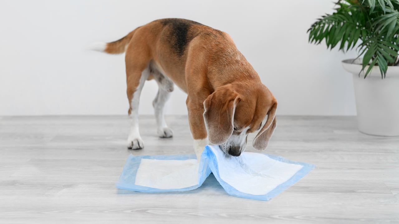 ¿Por qué los perros lamen los orines?