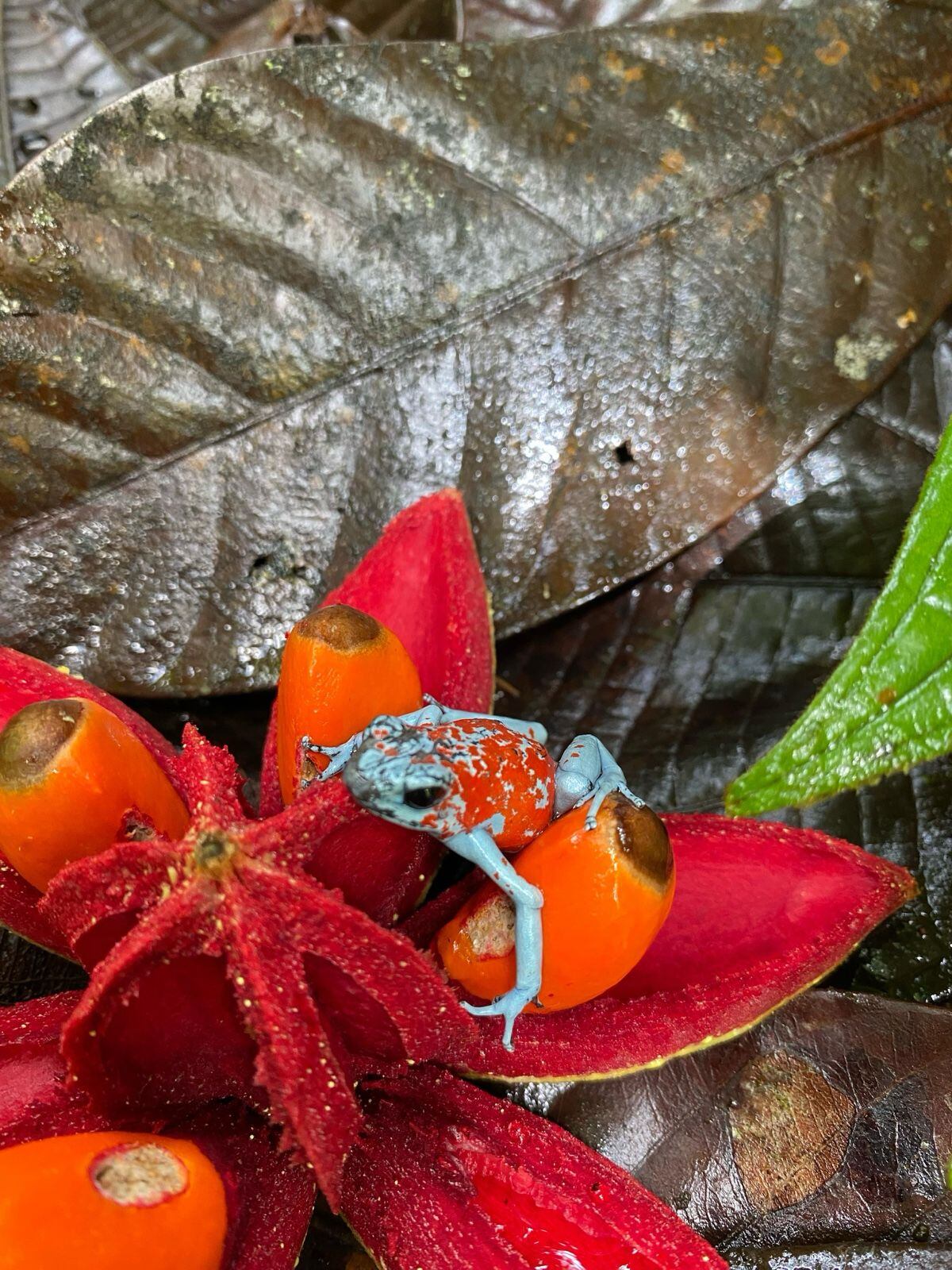 Ranas venenosas liberadas en Tumaco (Nariño).