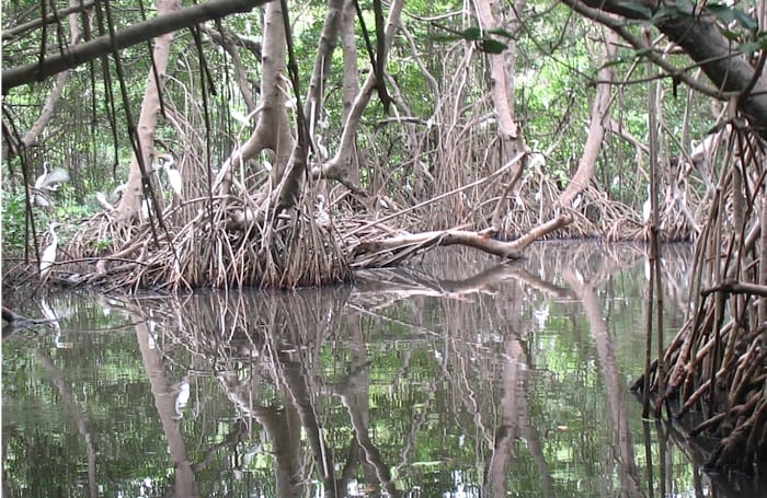 La biodiversidad que existe en el Parque Isla de Salamanca a dado lugar a especies endémicas, es decir que solamente se pueden observar en este sitio, como un colibrí nativo de la Isla y que es motivo de observación y asombro por parte de turistas europeos.