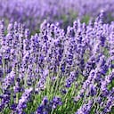 Esta es una de las mejores plantas para prevenir la aparición de cucarachas.