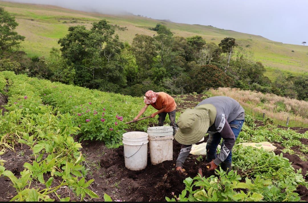 La sequía que se presenta en el Valle del Cauca está afectando a sectores agrícolas de la caña, el café y los cereales, pero también a pequeños productores de la región que han visto sus cultivos perjudicados por la falta de agua. Foto Cortesía Secretaría de Agricultura del Valle.