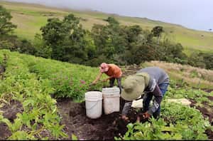 La sequía que se presenta en el Valle del Cauca está afectando a sectores agrícolas de la caña, el café y los cereales, pero también a pequeños productores de la región que han visto sus cultivos perjudicados por la falta de agua. Foto Cortesía Secretaría de Agricultura del Valle.