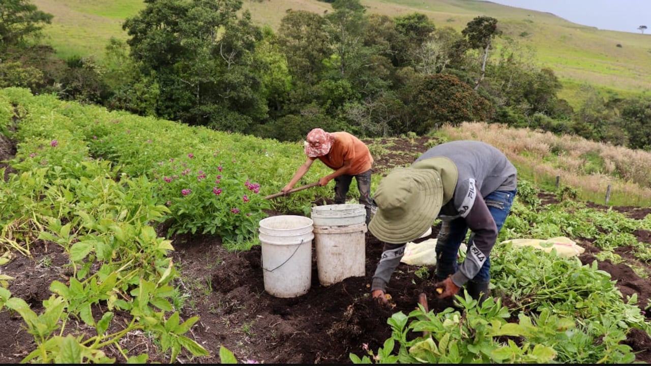 La sequía que se presenta en el Valle del Cauca está afectando a sectores agrícolas de la caña, el café y los cereales, pero también a pequeños productores de la región que han visto sus cultivos perjudicados por la falta de agua. Foto Cortesía Secretaría de Agricultura del Valle.