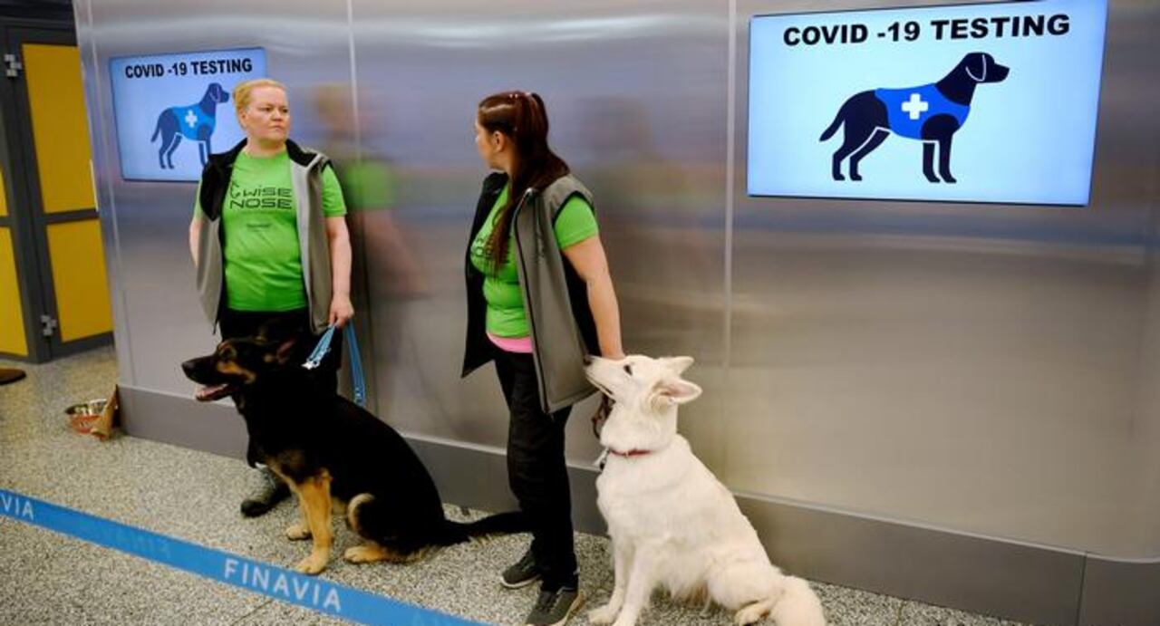 Perros rastreadores de COVID-19 DW NO USAR