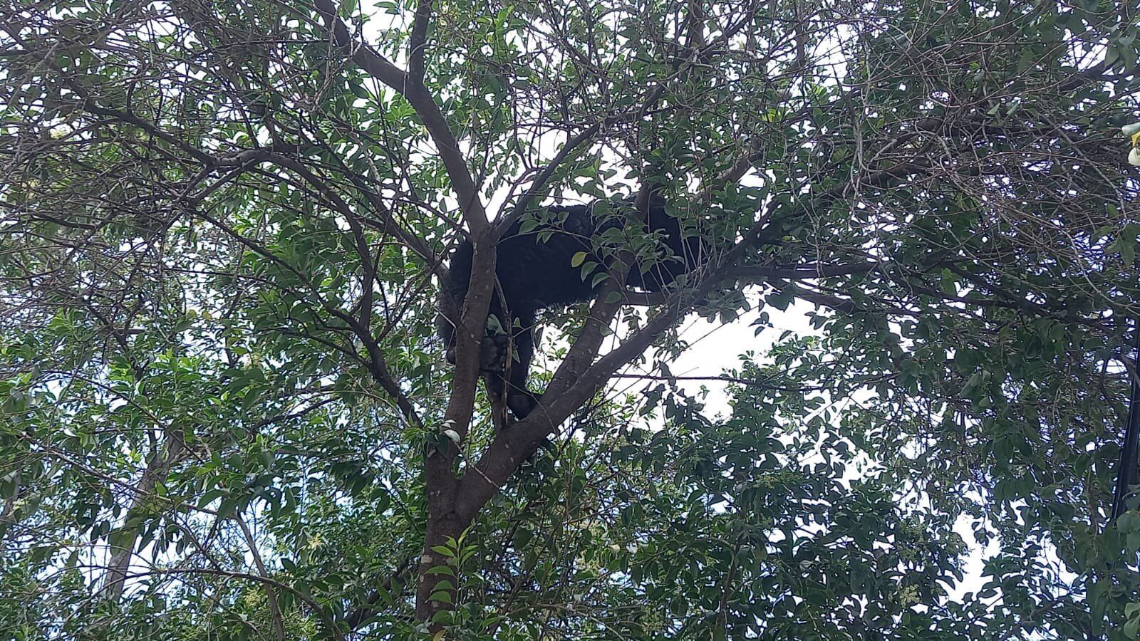 El oso se subió a la copa de un árbol de la Colonia Buenos Aíres.