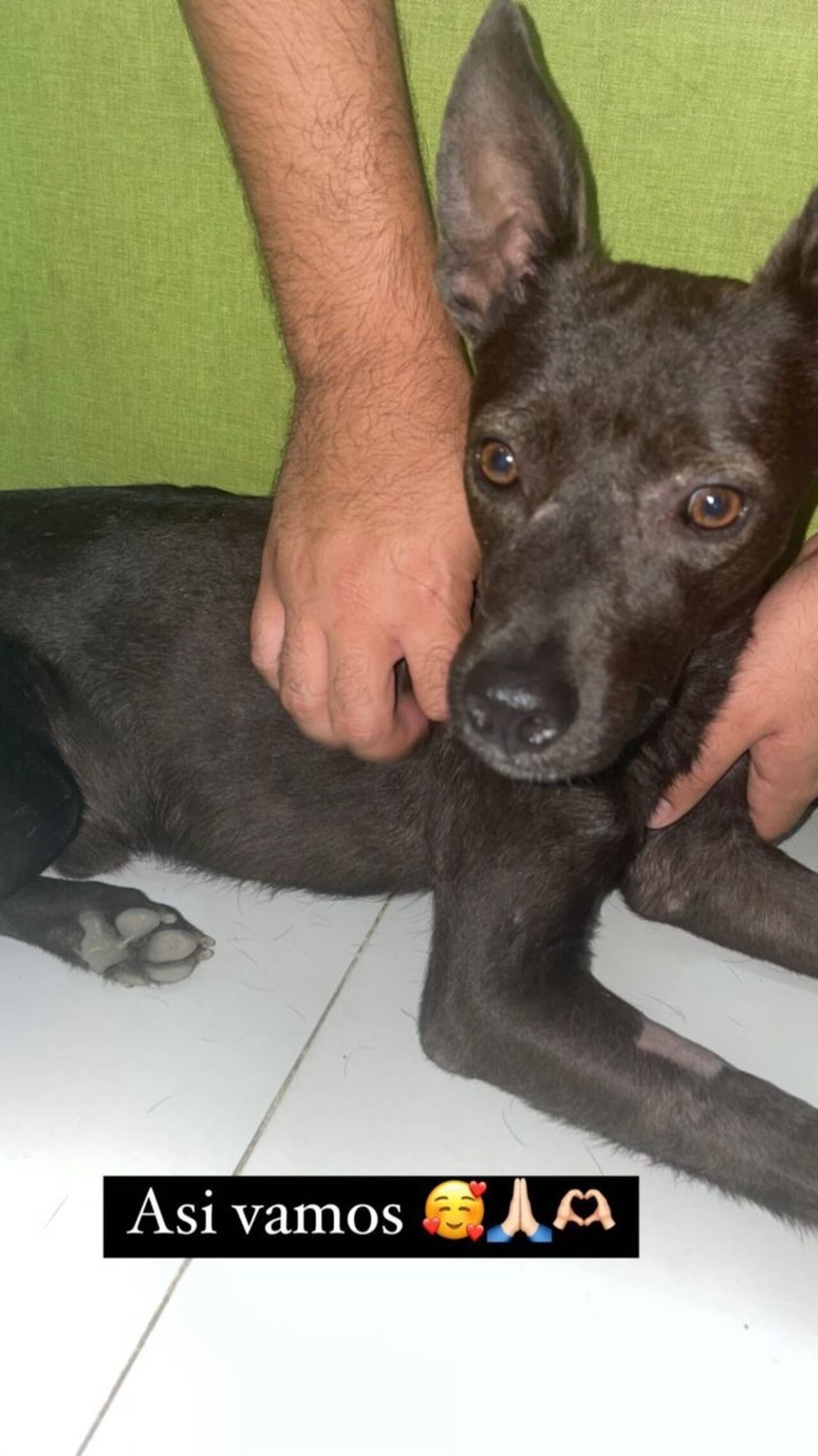 Caso de maltrato animal en Cartagena