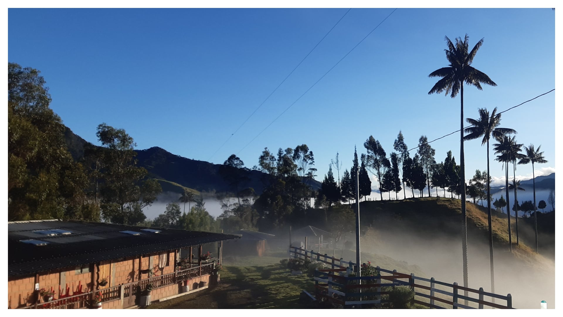 El corregimiento de San Félix llama la atención por sus bosques de palmas de cera, algunas crecen aquí desde hace más de 150 años, y otras han sido sembradas recientemente por  los turistas.