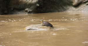 La cuenca del río Bogotá aporta el 32 por ciento del PIB nacional.