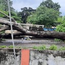 Las lluvias dejaron árboles caídos e inundaciones en Cartagena.