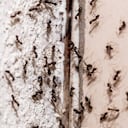 Había un nido de hormigas en la habitación (imagen de referencia).