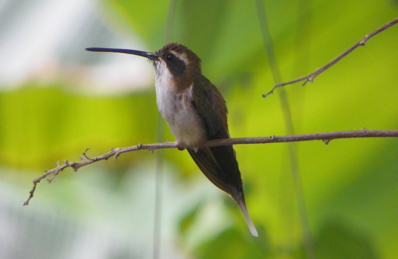 Este fin de semana se realizó el evento mundial de avistamiento de aves, Global Big Day. En Colombia se registraron más de 1.100 avistamientos de especies a través de la plataforma eBird, por parte de aficionados desde distintos lugares del territorio nacional. Foto: Ermitaño canelo - Cortesía Luis Naranjo - Reserva Sol y Luna.