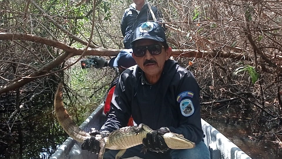 Babillas recuperadas y liberadas en Santa Marta