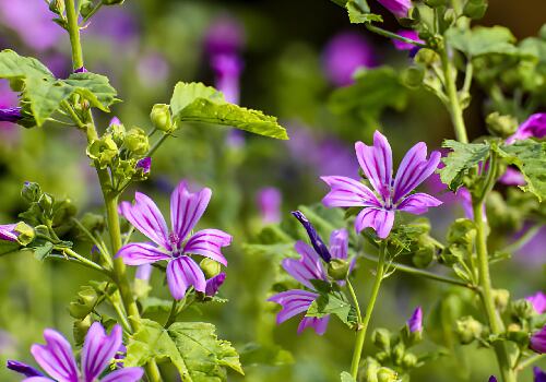 Malva es un género de plantas herbáceas en la familia Malvaceae. Incluye unas 30 especies aceptadas.