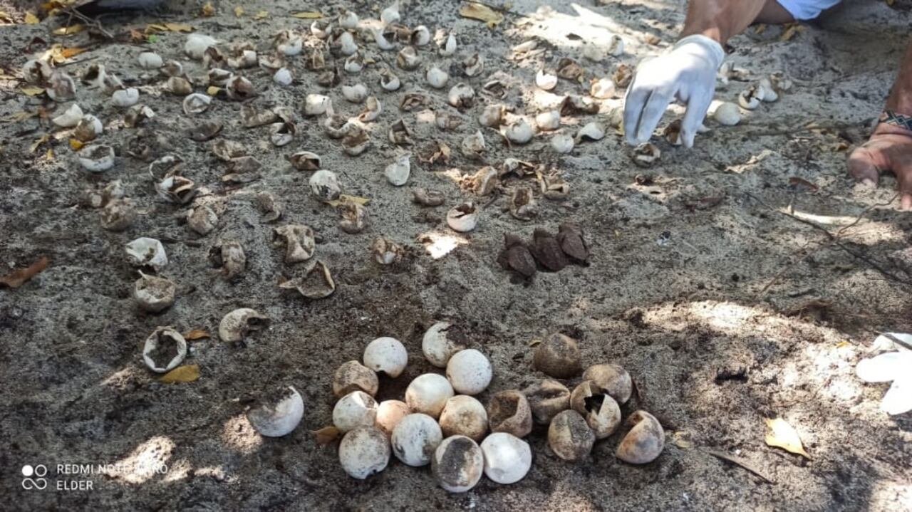 Un total de 116 tortugas carey nacieron en el Tayrona.