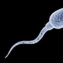 Son varios alimentos que pueden afectar la calidad del esperma. -Foto: Getty Images.