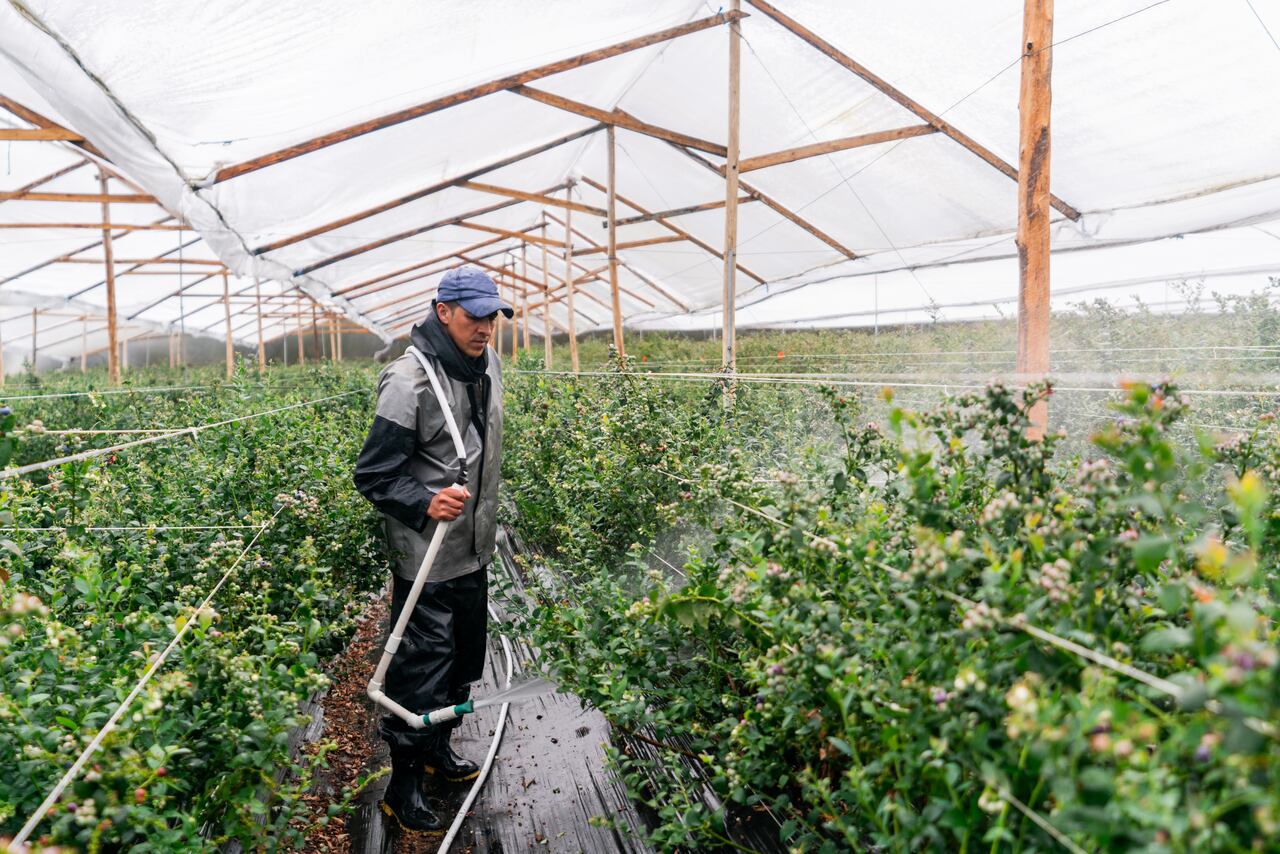 El país puede producir las 52 semanas del año de manera constante.