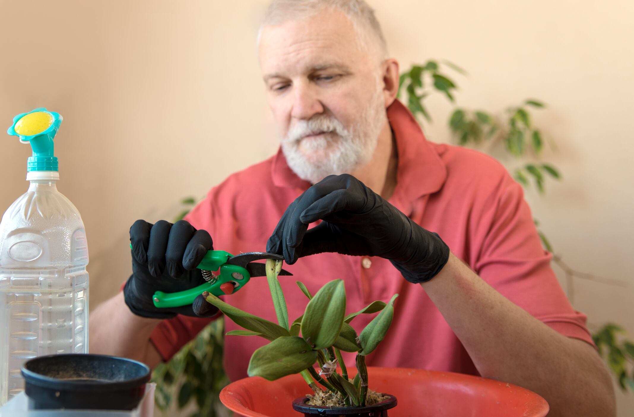 Cuando las orquídeas guardan secretos: la intrigante historia de las cattleyas que se niegan a florecer.