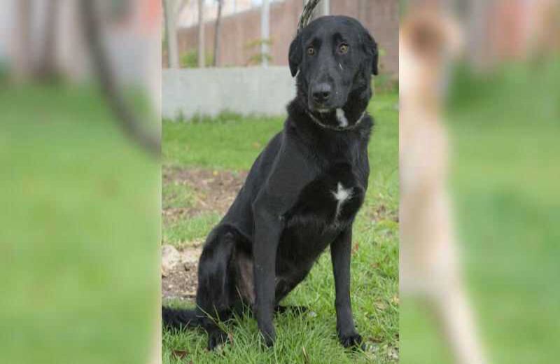 Aldemar: criollo de 48 meses. Este perrito es muy inteligente, puede convivir con familias que tengan niños por su temperamento amable y confiable. Es de tamaño mediano por lo que puede vivir en una finca o en una casa. Requiere mucha actividad física por su temperamento activo.