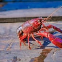 El cangrejo rojo americano no es una especie nativa de Colombia.