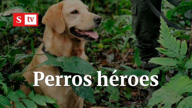 "Sólo sentía el olor a pólvora": Así murió Kael, perro héroe Antinarcóticos | Semana Noticias