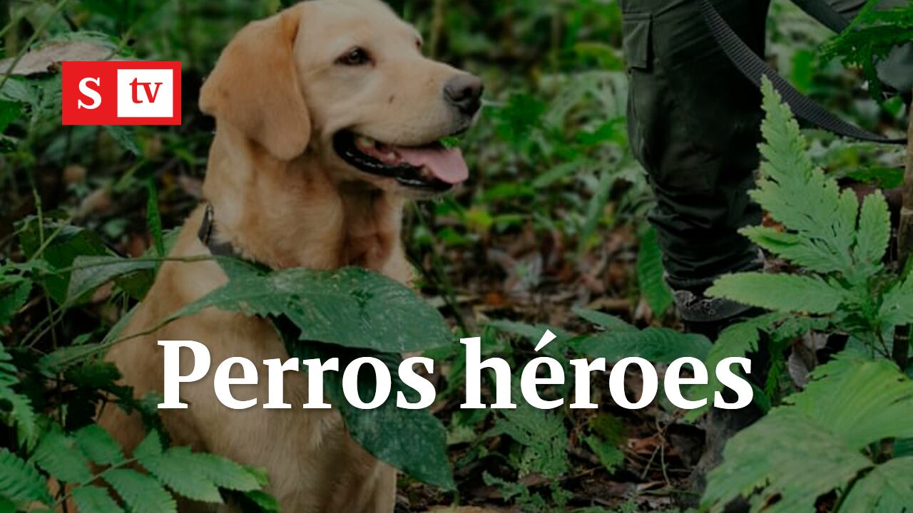 "Sólo sentía el olor a pólvora": Así murió Kael, perro héroe Antinarcóticos | Semana Noticias