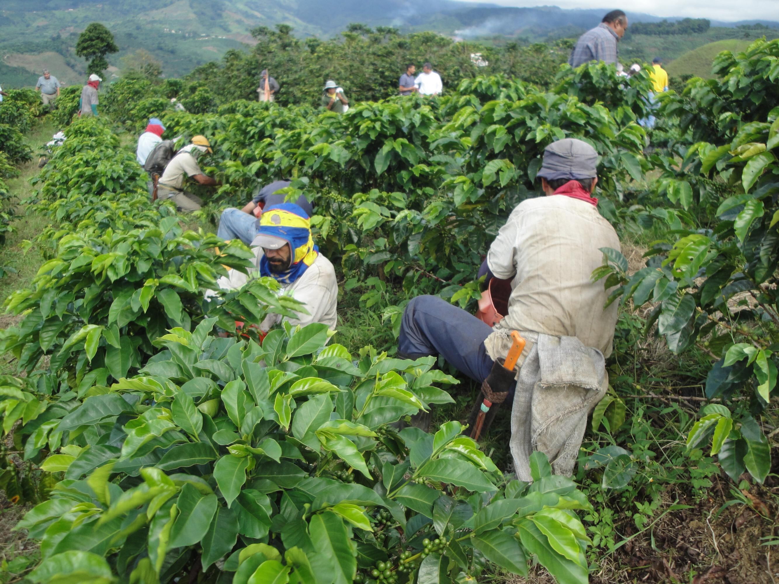 Las personas interesadas en recolectar café pueden   registrarse a través del Servicio de Extensión del Comité Departamental de Cafeteros o en  las oficinas de los Comités Municipales.