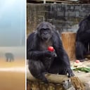 Ambos chimpancés fueron grabados recorriendo las calles, luego de que se escaparan del bioparque Ukumarí.