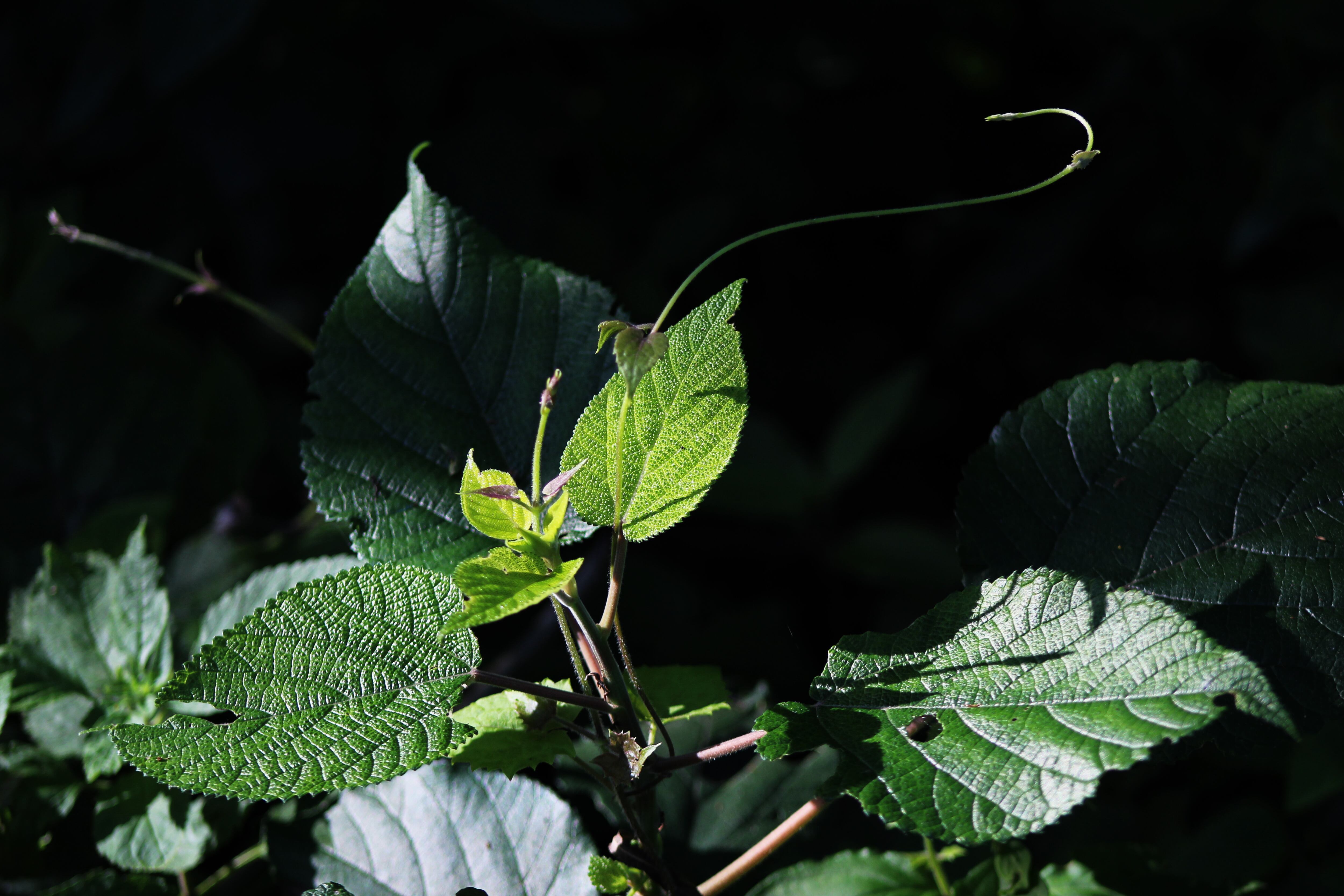 Conozca algunos motivos por los que salen manchas blancas en las plantas.