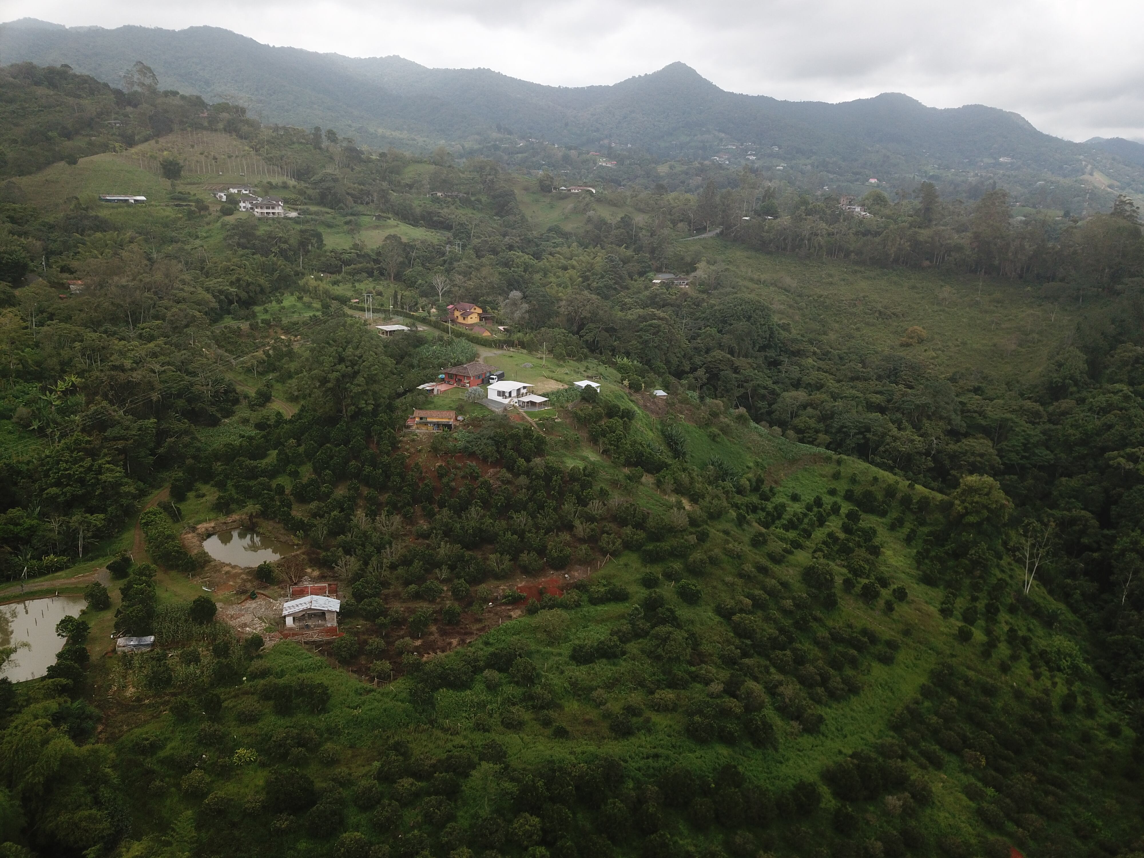 Debido a la Ley Segunda de 1953, en la Reserva Forestal del Pacífico, donde está la finca La Aldea y la mayoría de la zona rural de Dagua, no está permitido la explotación de los bosques.  Así lo dejó claro el Consejo de Estado en un auto del 14 de julio de 2022, explica el abogado Armando Palau.