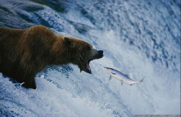 Las cataratas de Brooks, en el Parque Nacional y la Reserva Katmai, en Alaska, fueron el escenario de esta impresionante foto tomada por Joel Sartore. (Foto original de NatGeo / Tomada de BBC Mundo).