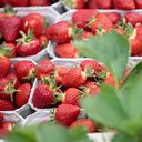 Las hojas de fresas eliminan el exceso de grasa. Photo: Sebastian Gollnow/dpa (Photo by Sebastian Gollnow/picture alliance via Getty Images)