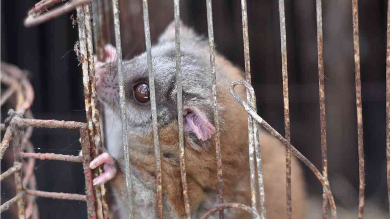 Este año han sido recuperados más de 17.000 especímenes víctimas de tráfico ilegal. Foto: CRQ