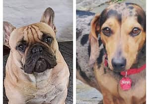 Uno de los caninos podría morir por falta de medicina.