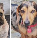 Uno de los caninos podría morir por falta de medicina.