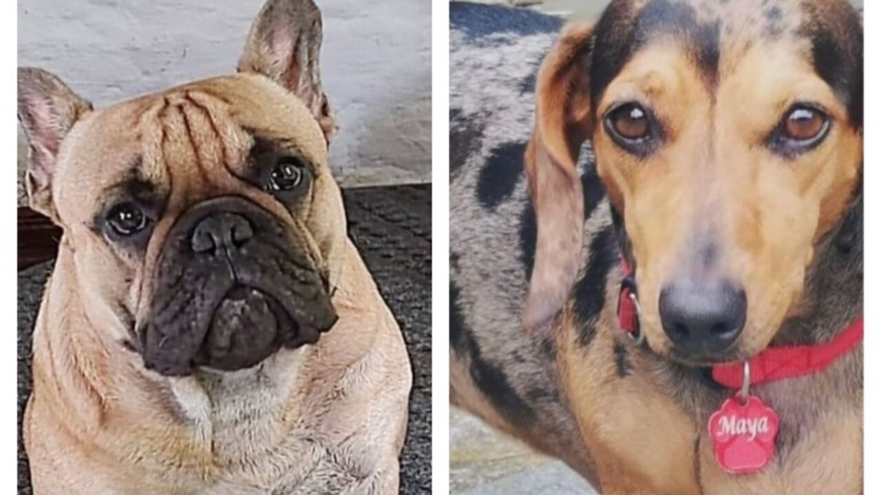 Uno de los caninos podría morir por falta de medicina.