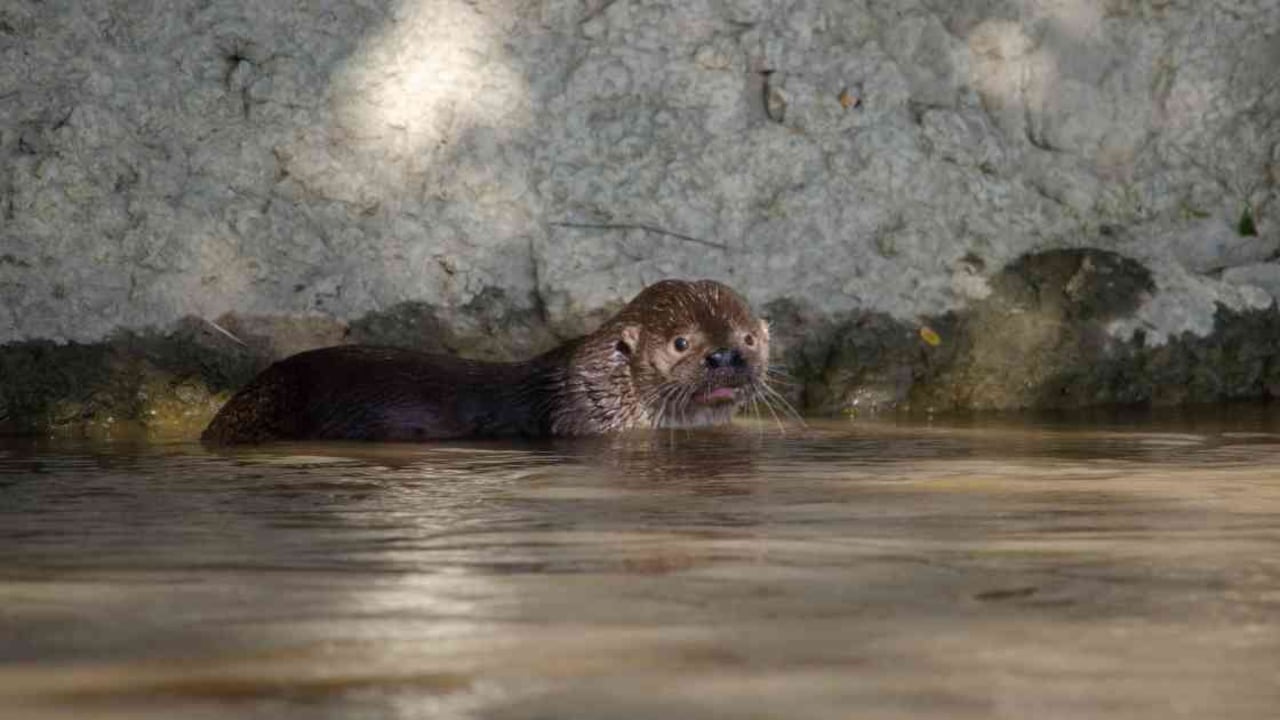 La nutria neotropical es una especie vulnerable a la extinción debido a la cacería y otras amenzas. Foto: Omacha-CAR.