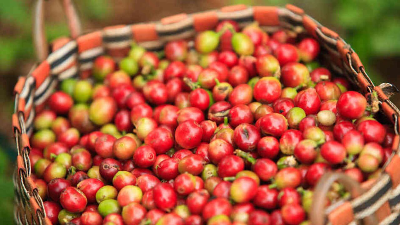 Café cerró 2019 con la mayor producción en 25 años. ARCHIVO