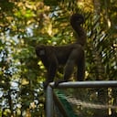 Tropa de monos churucos recuperan su libertad tras dos años de rehabilitación en el Huila.