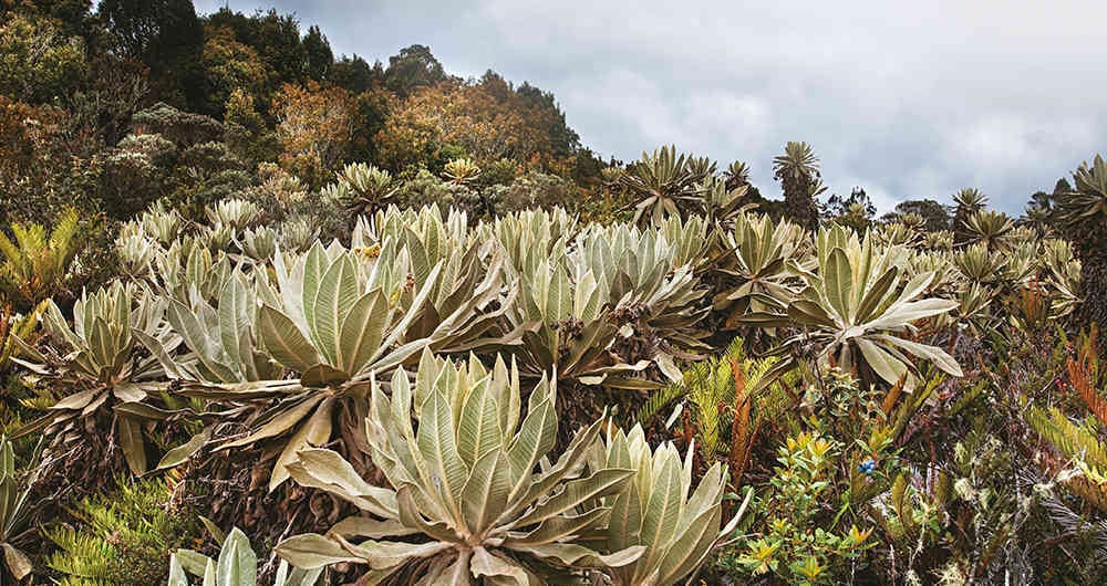 Corponariño espera promover la protección y cuidado de estos ecosistemas a través de la participación colectiva.
