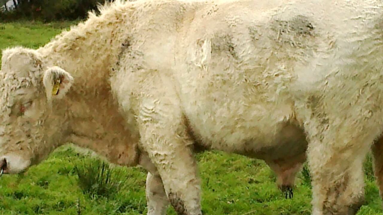 Benjy, en Couny Mayo, Irlanda.