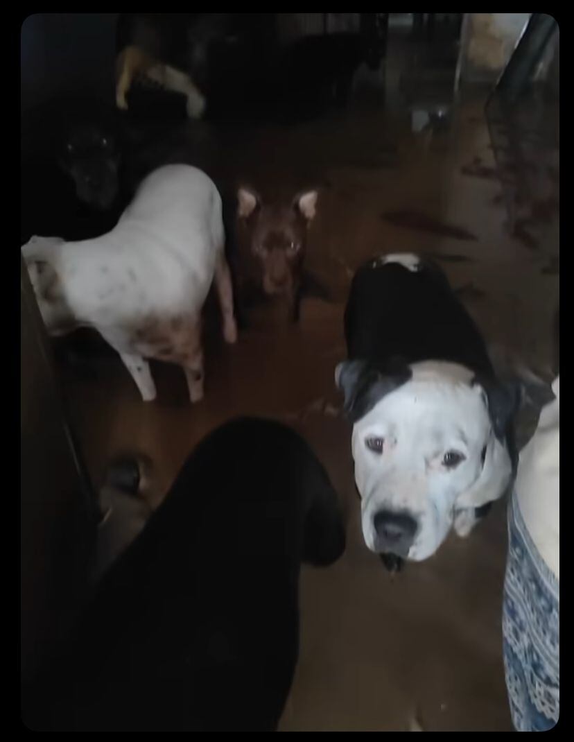 Los perros del refugio se encuentran en una situación alarmante, con el agua alcanzándoles casi hasta el hocico.
