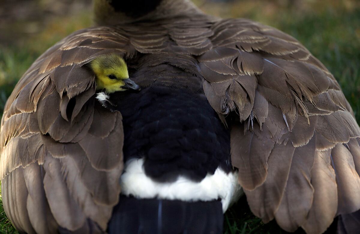 Un ansarino sale del ala de su madre en Santa Clara, California. (AP)