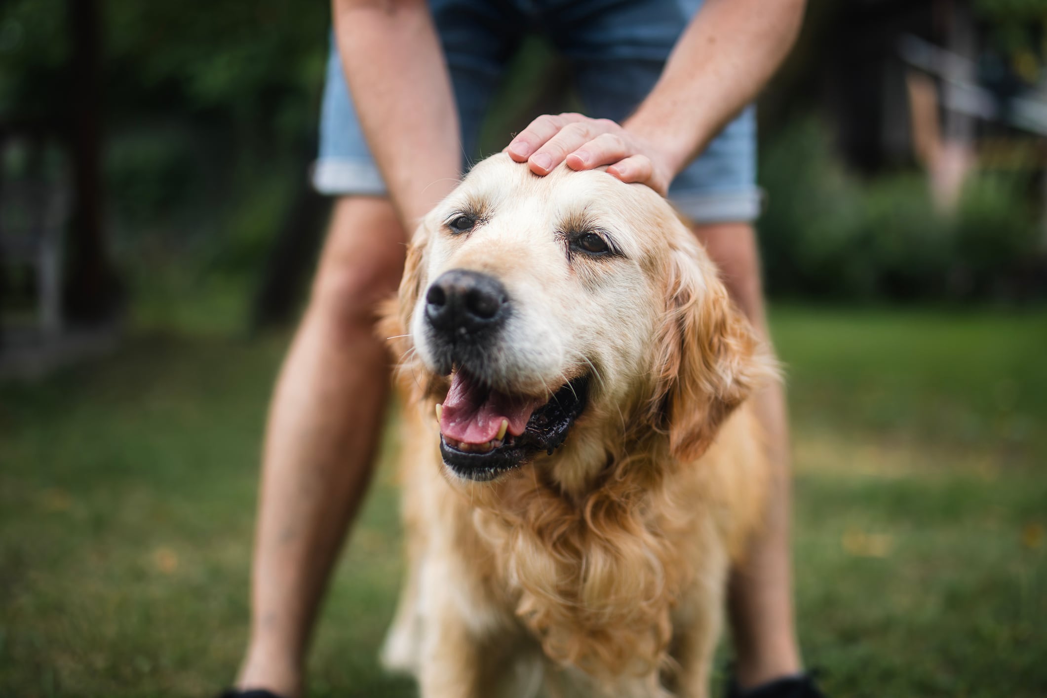Expertos mencionan a qué edad un perro empieza a ser viejo.
