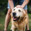 Expertos mencionan a qué edad un perro empieza a ser viejo.
