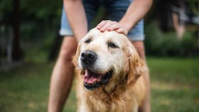 Expertos mencionan a qué edad un perro empieza a ser viejo.