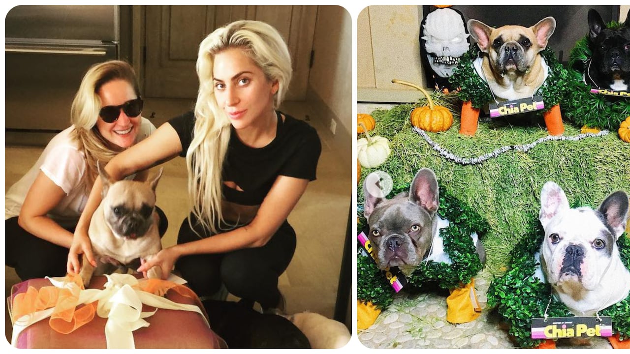 A la izquierda, el día que la cantante recibió a Koji, uno de los bulldogs robados, con su amiga Ashley Gutiérrez. A la derecha sus cuatro mascotas. Arriba: Chia, que no estaba en el paseo, y Miss Asia, que se les escapó a los ladrones. Abajo: Koji y Gustav, con los cuales huyeron los asaltantes.